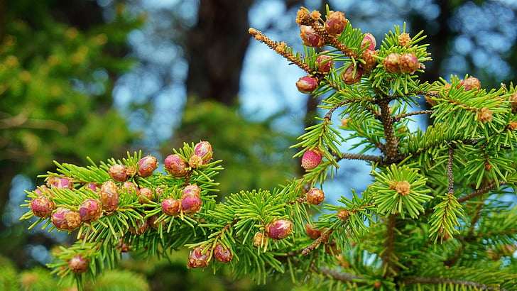 musim semi, Spruce, warna