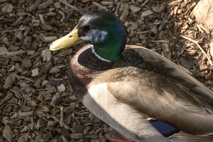 duck, bird, male, wildlife, animal, nature, feather