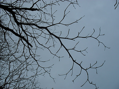 flying, dry twigs nature, old tree, dry tree, autumn, landscape, branch