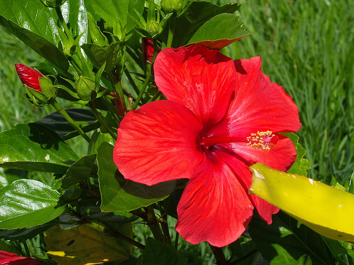 hibisc, flor vermella, jardí, despertar-se, vida, passió