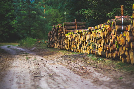road, way, path, forest, woods, wood, logger