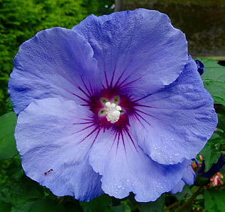 blossom, bloom, close, violet, plant, flower, purple