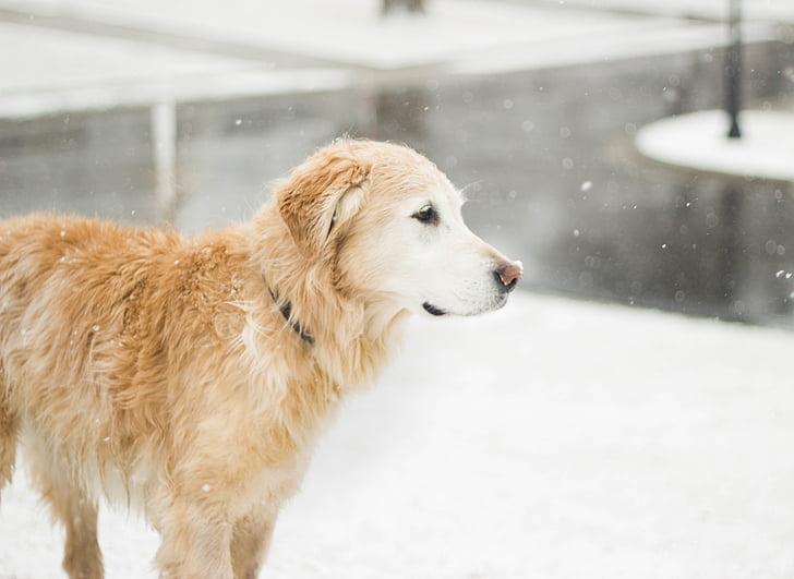dier, koude, hond, Golden retriever, huisdier, sneeuw, sneeuwvlokken