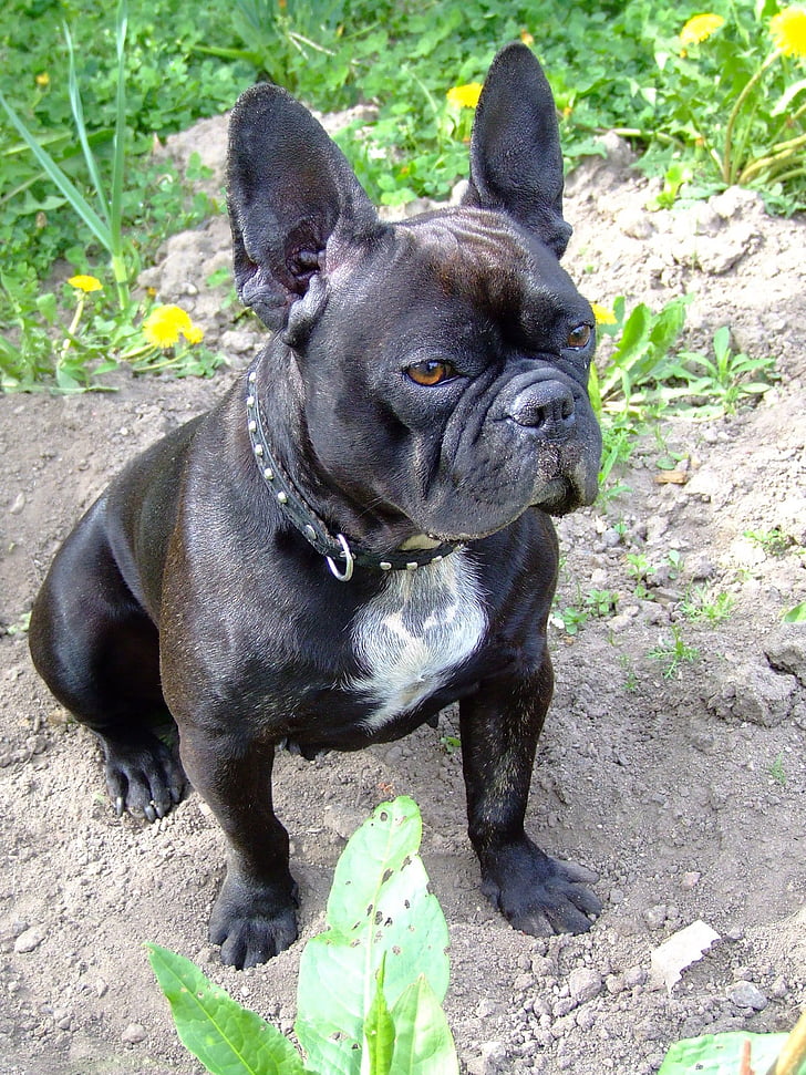 bulldog francez, câine, căţeluş, adorabil, drăguţ, animale, domestic animal