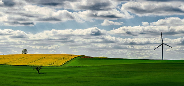 fields, oilseed rape, yellow, landscape, field of rapeseeds, nature, spring