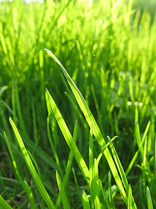 grass, green, nature, meadow, summer, plant, garden