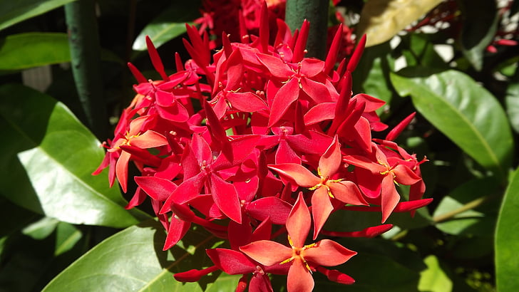 fiore, natura, primavera