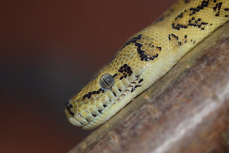 snake, head, yellow black, python, reptile, animal, constrictor