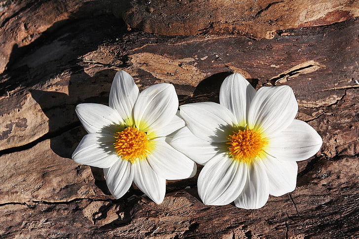 Daisy, fleurs, plante, deux, bois, couleur blanche, fleur