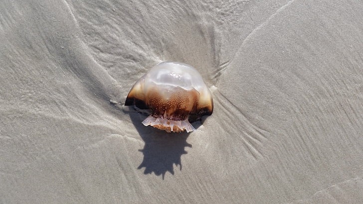 медузи, плаж, Флорида