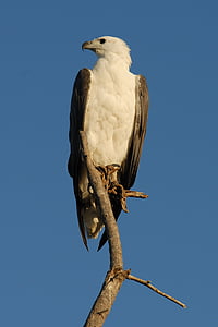 Adler, păsări răpitoare, animale, pasăre, natura, faunei sălbatice, pasăre de pradă