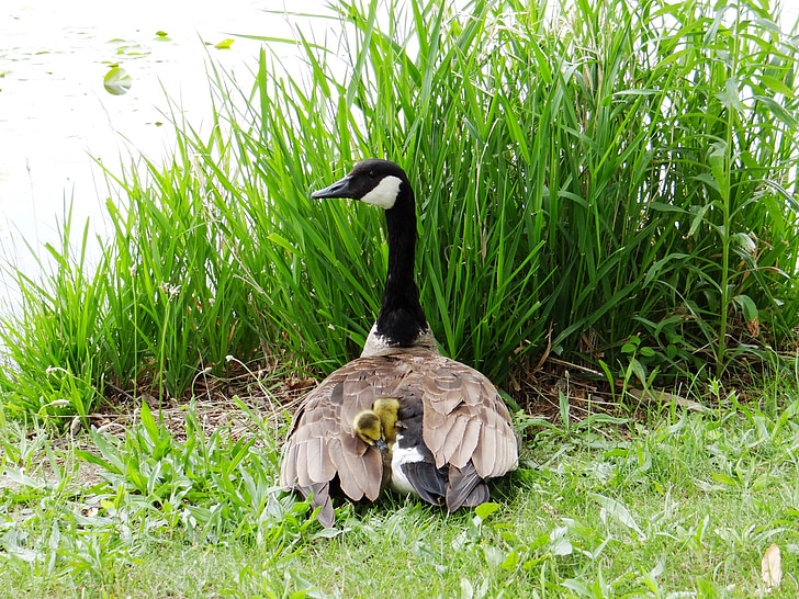 gosling, goose, chicks, mother, protect, bird, waterfowl