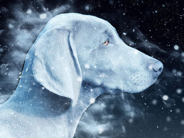 dog, snow, head, weimar braque, art, nature, scrapbooking