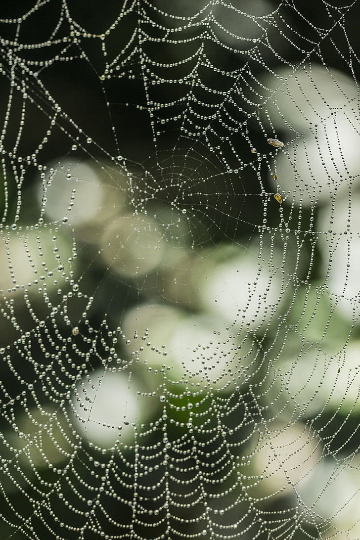 Spider silk, bokeh, regen, Arachnid, dier, spin, insect