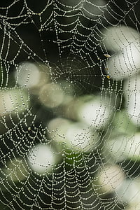 laba-laba sutra, Bokeh, hujan, arakhnida air, hewan, laba-laba, serangga