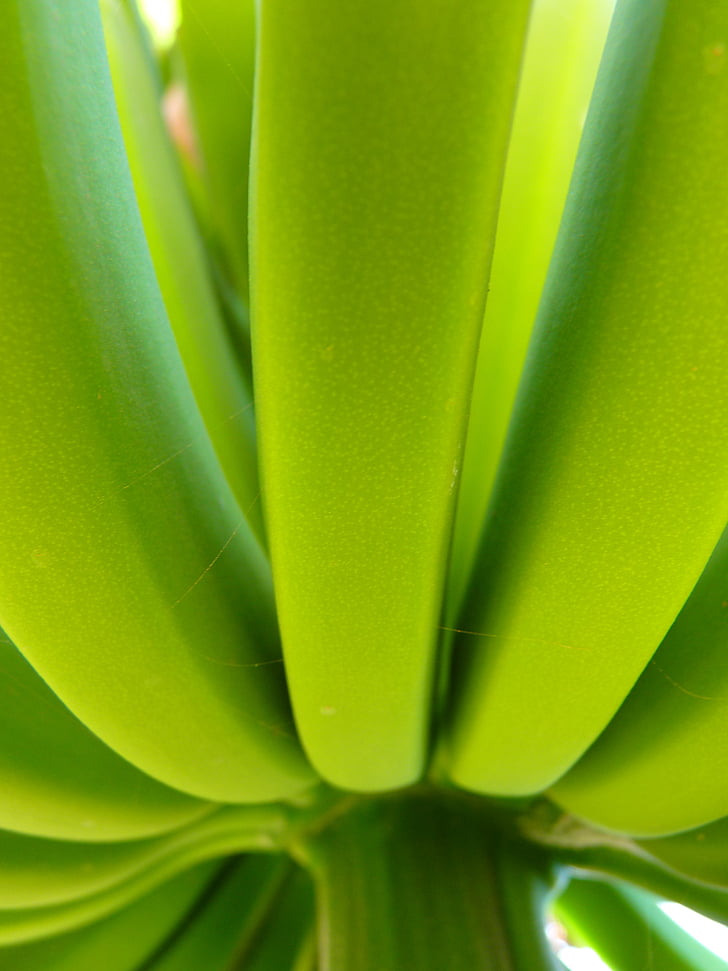 banana, banana shrub, green, plant, food, nature, leaf