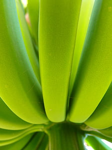 bananų, bananų krūmas, žalia, augalų, maisto, Gamta, lapų
