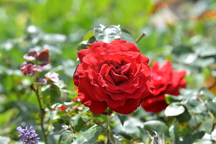 rose, red, garden, rose bloom