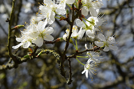 Apple blossom, floare de copac, alb, gradina, floare, Apple