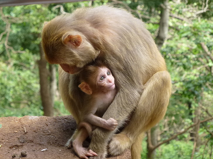 familia de mono, animal, monos, veduino, mamíferos, naturaleza, animales