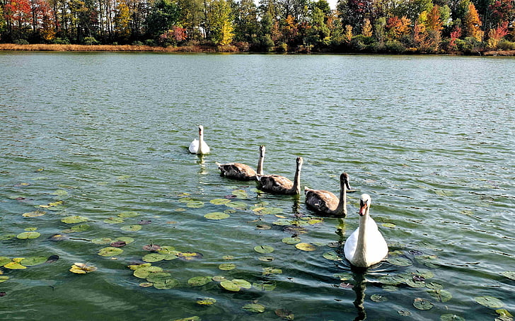 swans, signets, family, parents, water, autumn, nature