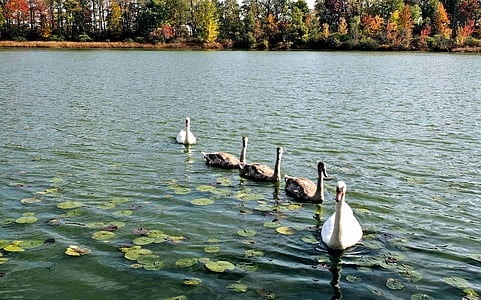 swans, signets, family, parents, water, autumn, nature