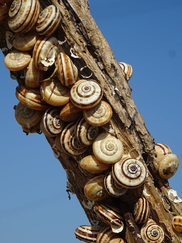 snails, branch, snail shell, nature