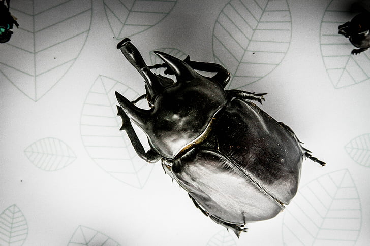 kumbang, serangga, kumbang hitam, hewan, kuat, ilmu pengetahuan