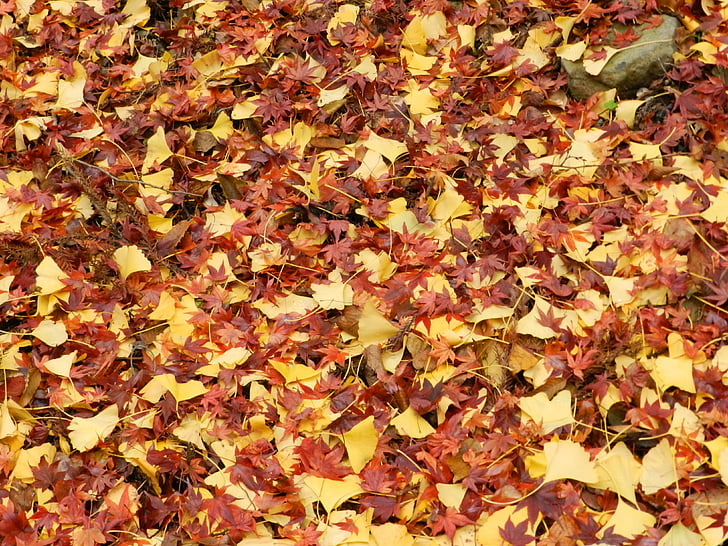 jeseni, listi, padec, narave, rdeča, rumena, listov