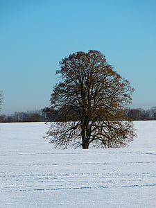 зимни, сняг, пейзаж, снежна, дърво, зимни, природата