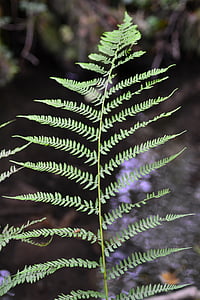 forest, fern, close, nature, leaf fern, forest plant, forest floor