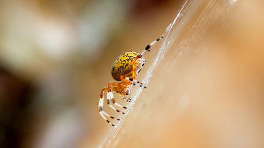 Κίτρινο, αράχνη, αραχνοειδές έντομο, μακροεντολή, έντομο, φύση, πορτοκαλί