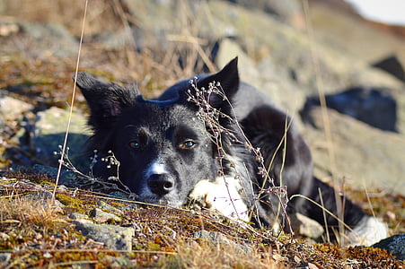 pes, robnik škotski ovčarski pes, oprosti, krajine