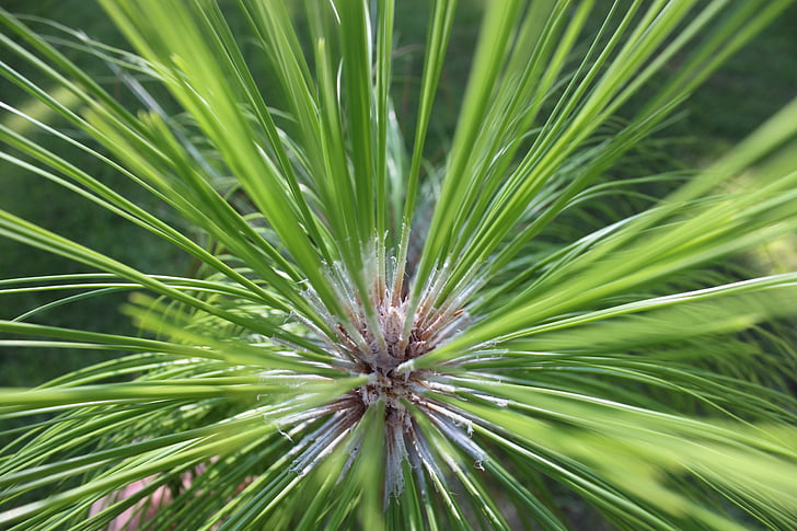 longleaf pine, Pine, longleaf, bos, natuurlijke, conifer, ecologie