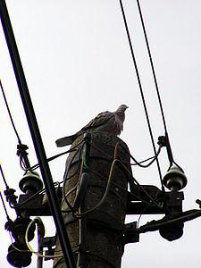 column, wire, electricity, bird, pigeon, risk, rest