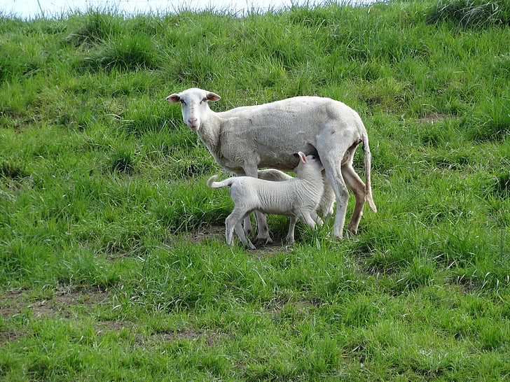 агнета, овце, бозайници, веселие, Холандия, младите, едър рогат добитък