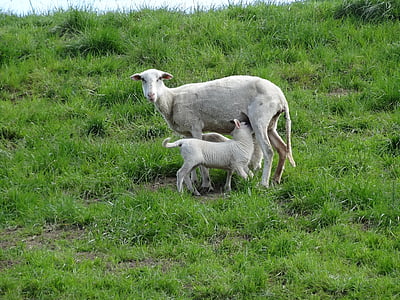 lambs, sheep, mammals, frolic, netherlands, young, cattle