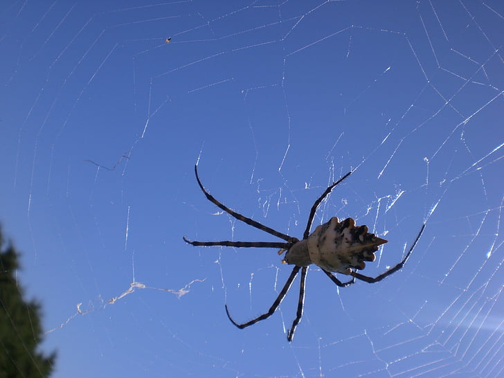 spider, arachnoid, spider phobia, insect, formentera, cobweb, network