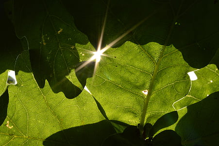 잎, 번 득 임, 태양, 선샤인, 그늘, 그린