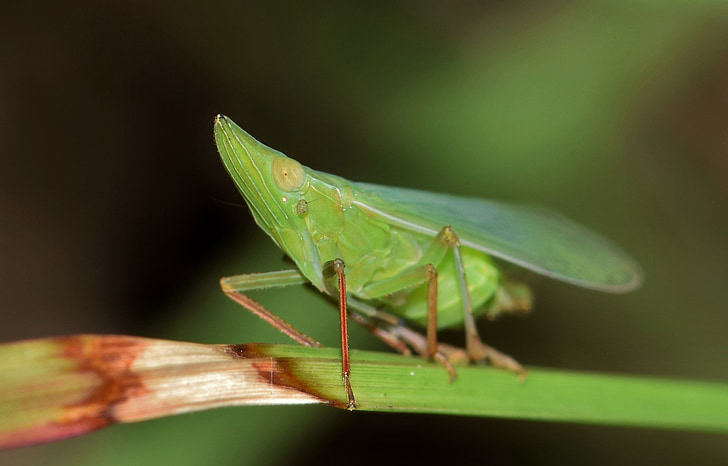 leafhopper, planthopper, Insekt, grüne Insekt, kleines Insekt, winzige, Insectoid