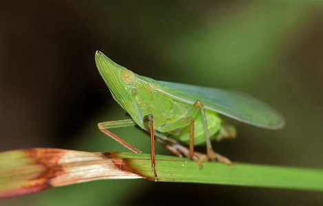 เพลี้ยจักจั่น, เพลี้ยกระโดด, แมลง, แมลงสีเขียว, แมลงขนาดเล็ก, เล็ก ๆ, insectoid
