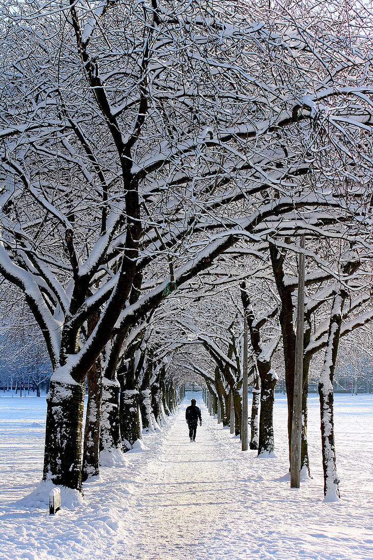 natura, neu, l'hivern, arbres, persones, home, xicot