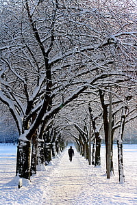naturen, snö, vinter, träd, personer, mannen, kille