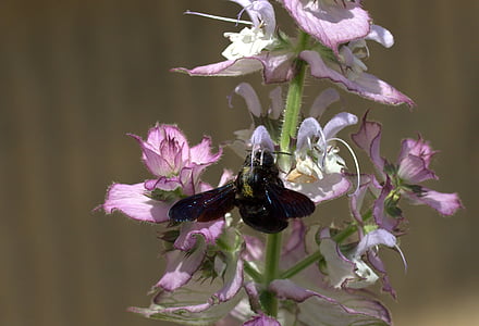 Bite, lidojumu, apputeksnēšana, Insecta, puķe, daba, kukainis