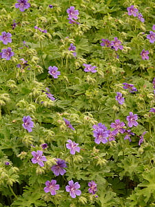 grand géranium, Geranium, fleur, Blossom, Bloom, plante, violet