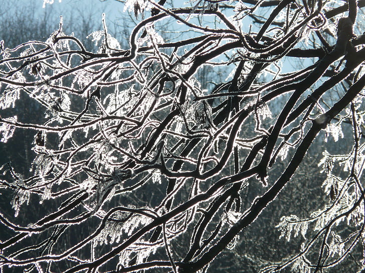 gelée blanche, arbre, Direction générale de la, gel, froide, hiver, congelés
