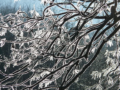 rimfrost, træ, gren, Frost, kolde, vinter, frosne