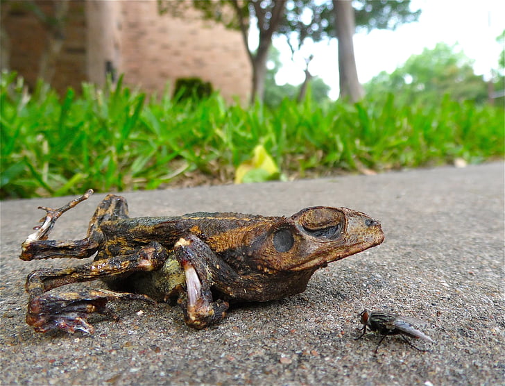 toad, fly, roadkill, dead, frog, amphibian, animal