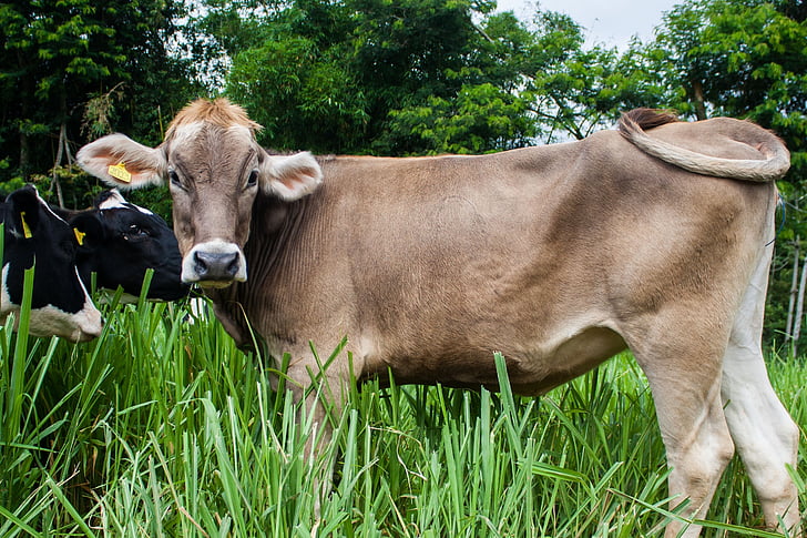 cow, brown, swiss, pasture, grazing, dairy, heifer