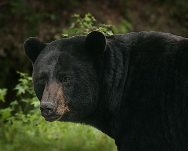 americanus, Ursus, oso de, negro, grandes, osos, animales